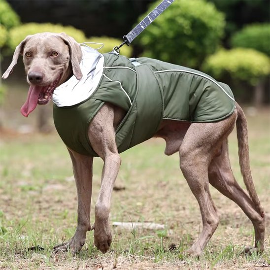 Manteau pour chien