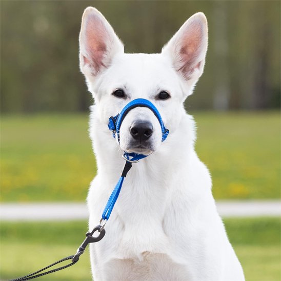 Muselière chien​