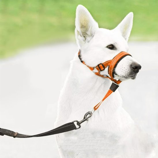 Muselière chien​