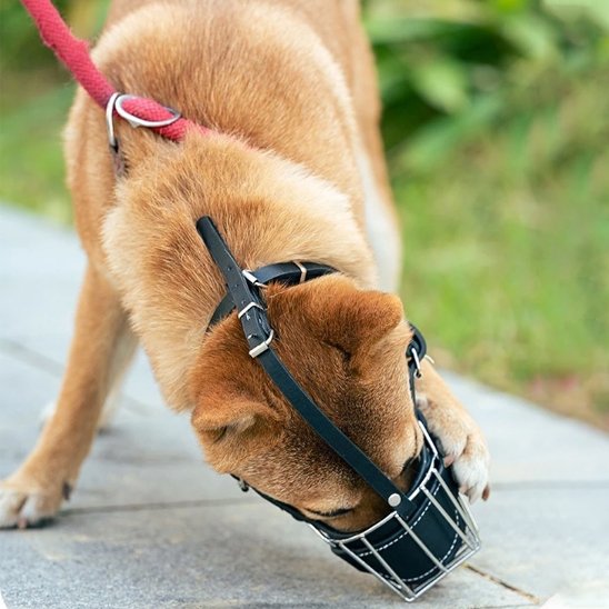 Muselière pour chien